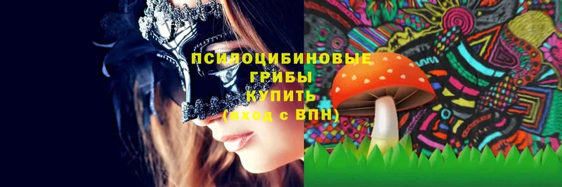 мега как войти  Болотное  Псилоцибиновые грибы Magic Shrooms 